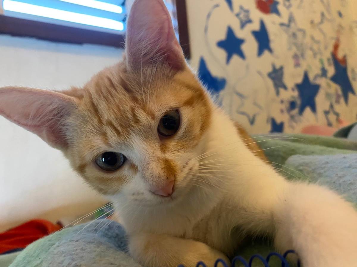 Clube-das-petsitting - Vila Nova de Gaia - Hundesitter