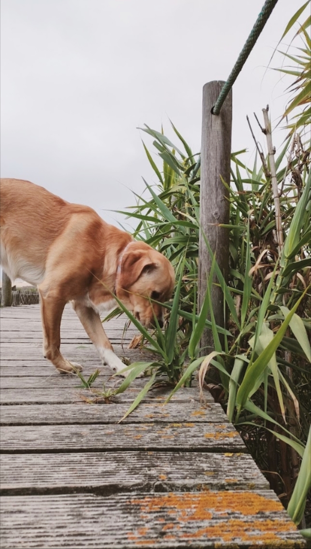 Creche canina Doggy Dog - Espinho - Dog Walking