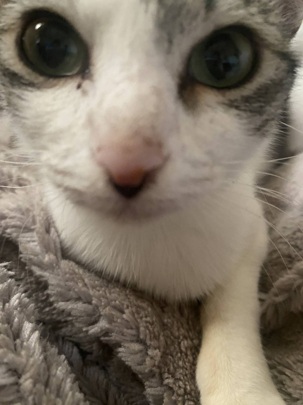 Clube-das-petsitting - Vila Nova de Gaia - Haustierbetreuung