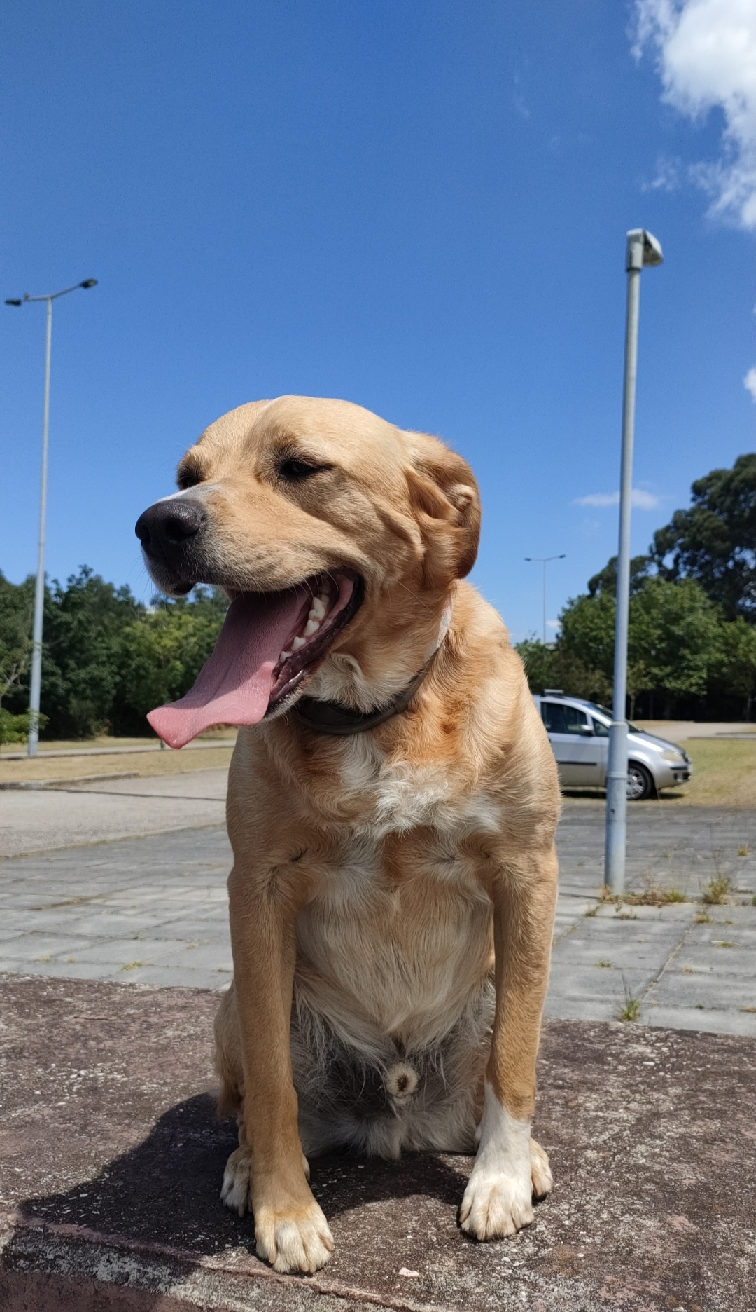 Creche canina Doggy Dog - Espinho - Creche para Cães