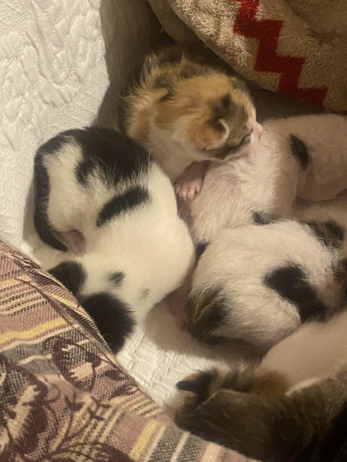 Clube-das-petsitting - Vila Nova de Gaia - Katzensitter