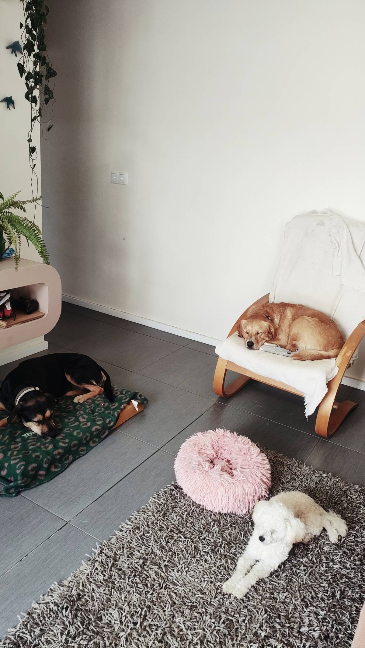 Creche canina Doggy Dog - Espinho - Cat Sitting