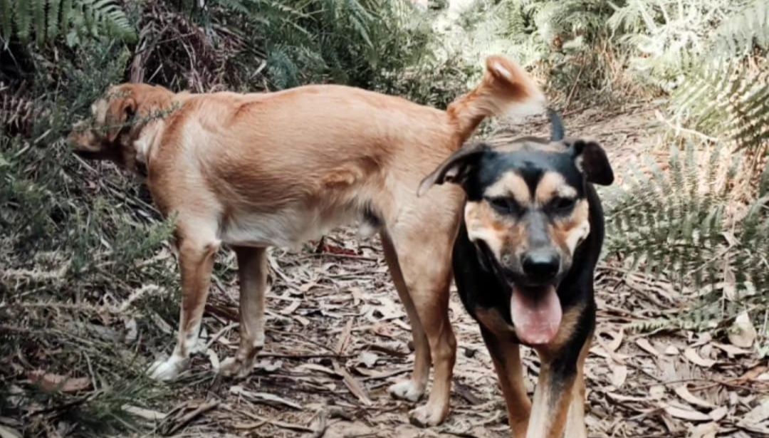 Creche canina Doggy Dog - Espinho - Hotel para Cães