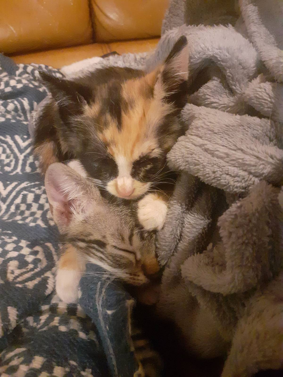 Clube-das-petsitting - Vila Nova de Gaia - Haustierbetreuung