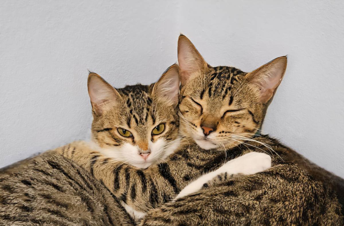 TupiCats - Pet Sitting Lisboa - Lisboa - Hundeausführung