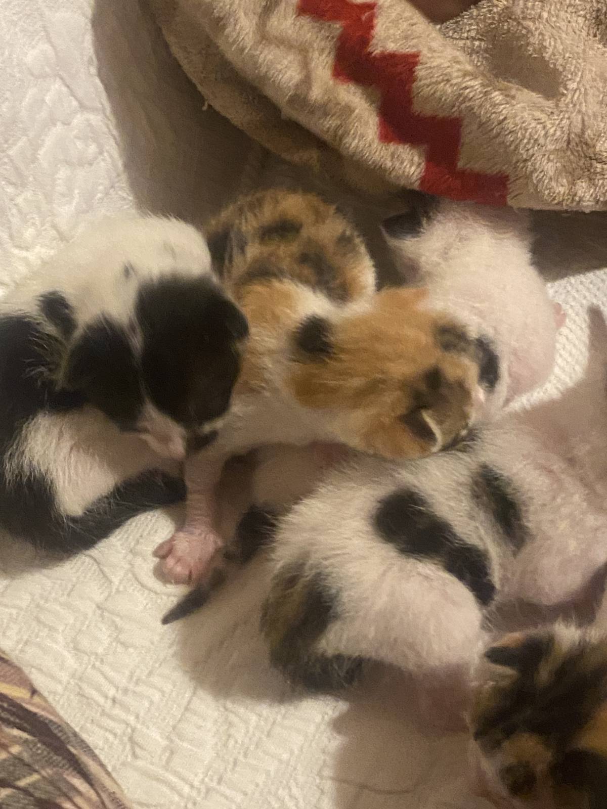 Clube-das-petsitting - Vila Nova de Gaia - Haustiere - Pflege