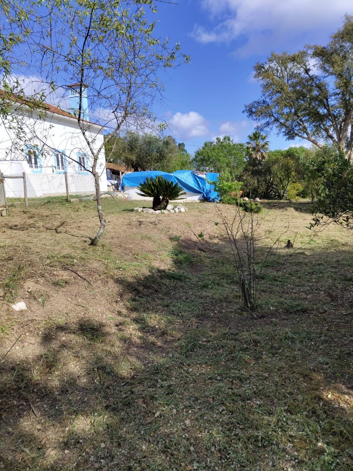 Daniel Filipe Perdigão Alves - Azambuja - Shrub Removal
