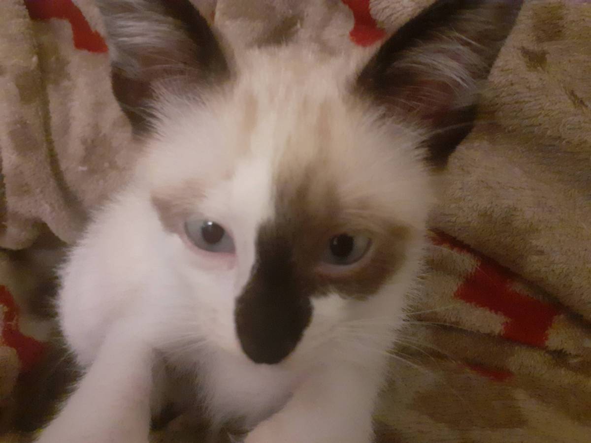 Clube-das-petsitting - Vila Nova de Gaia - Hundeausführung