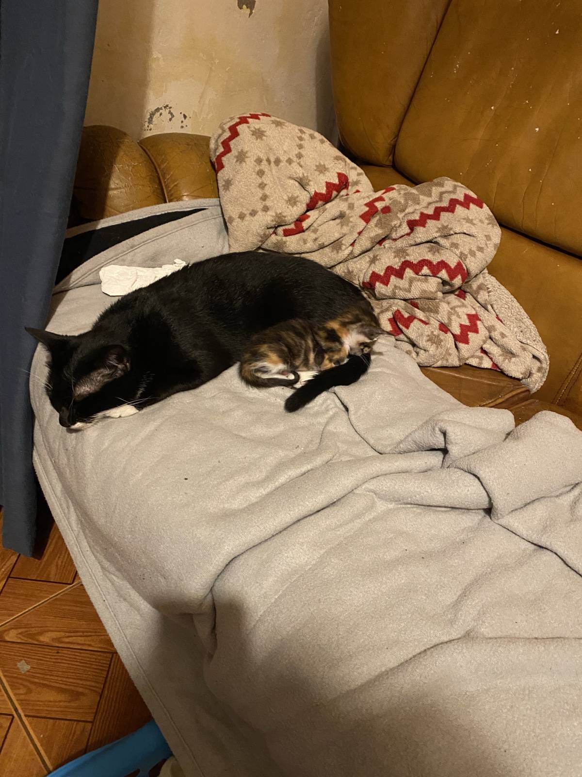 Clube-das-petsitting - Vila Nova de Gaia - Hundeausführung