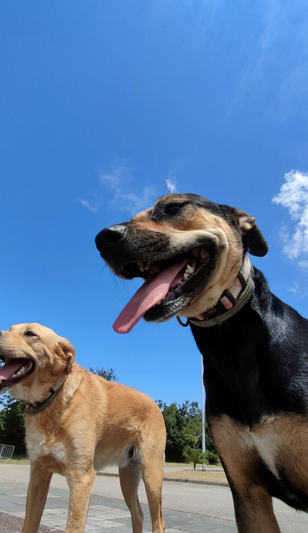 Creche canina Doggy Dog - Espinho - Hotel para Cães