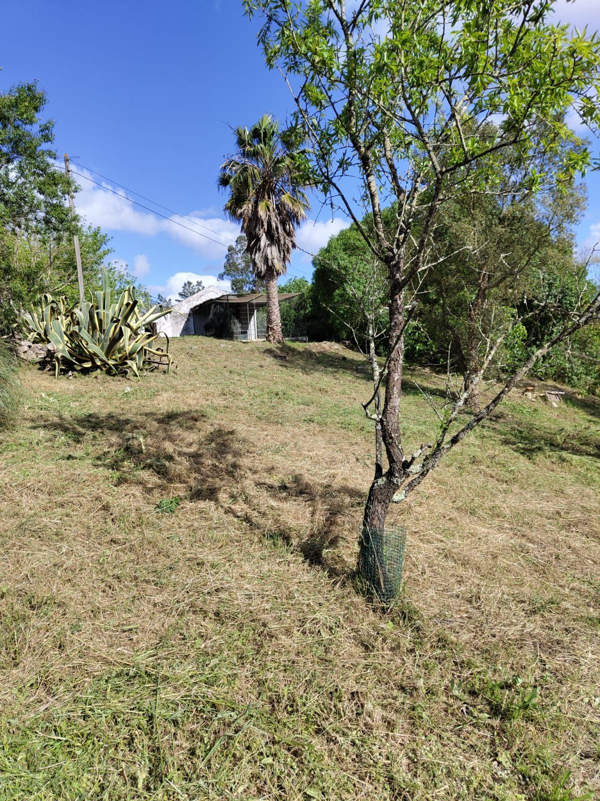Daniel Filipe Perdigão Alves - Azambuja - Lawn Mowing and Trimming