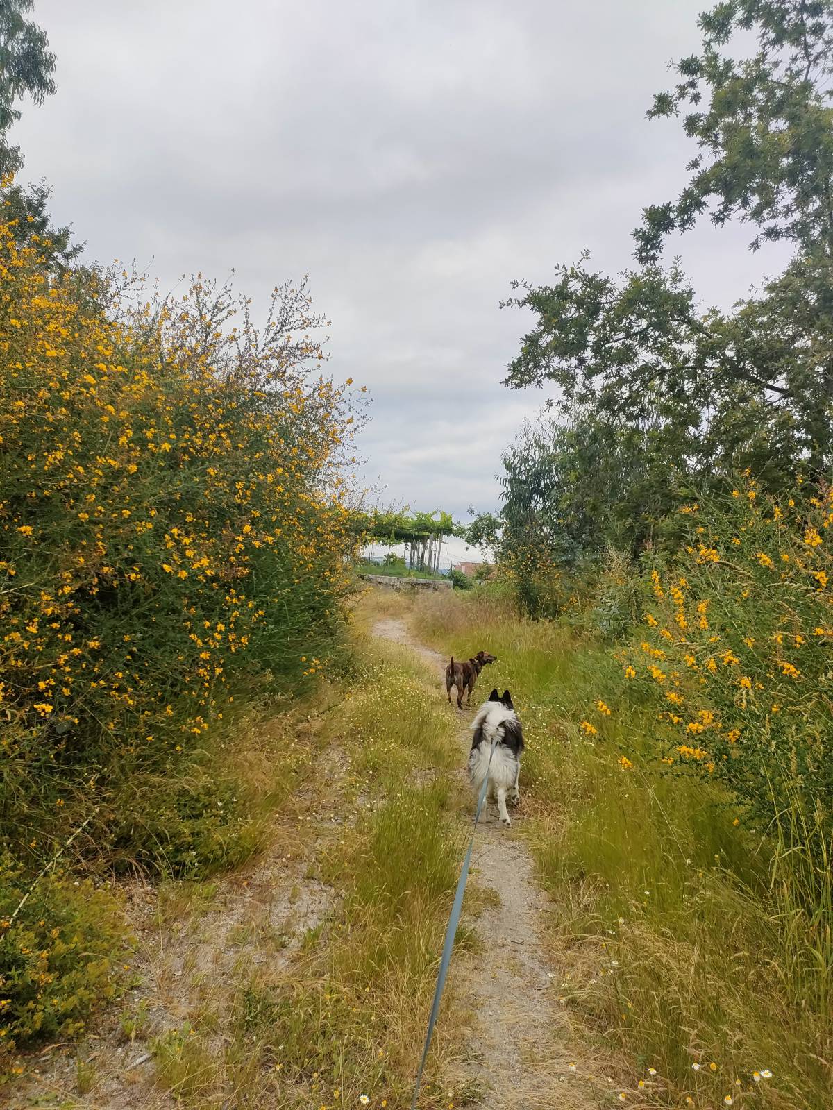 Inês Silva - Guimarães - Dog Walking