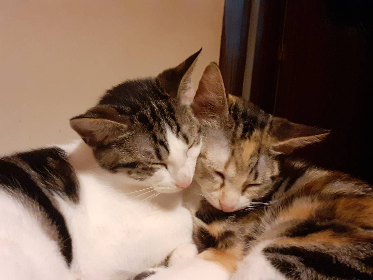 Clube-das-petsitting - Vila Nova de Gaia - Pet Sitting