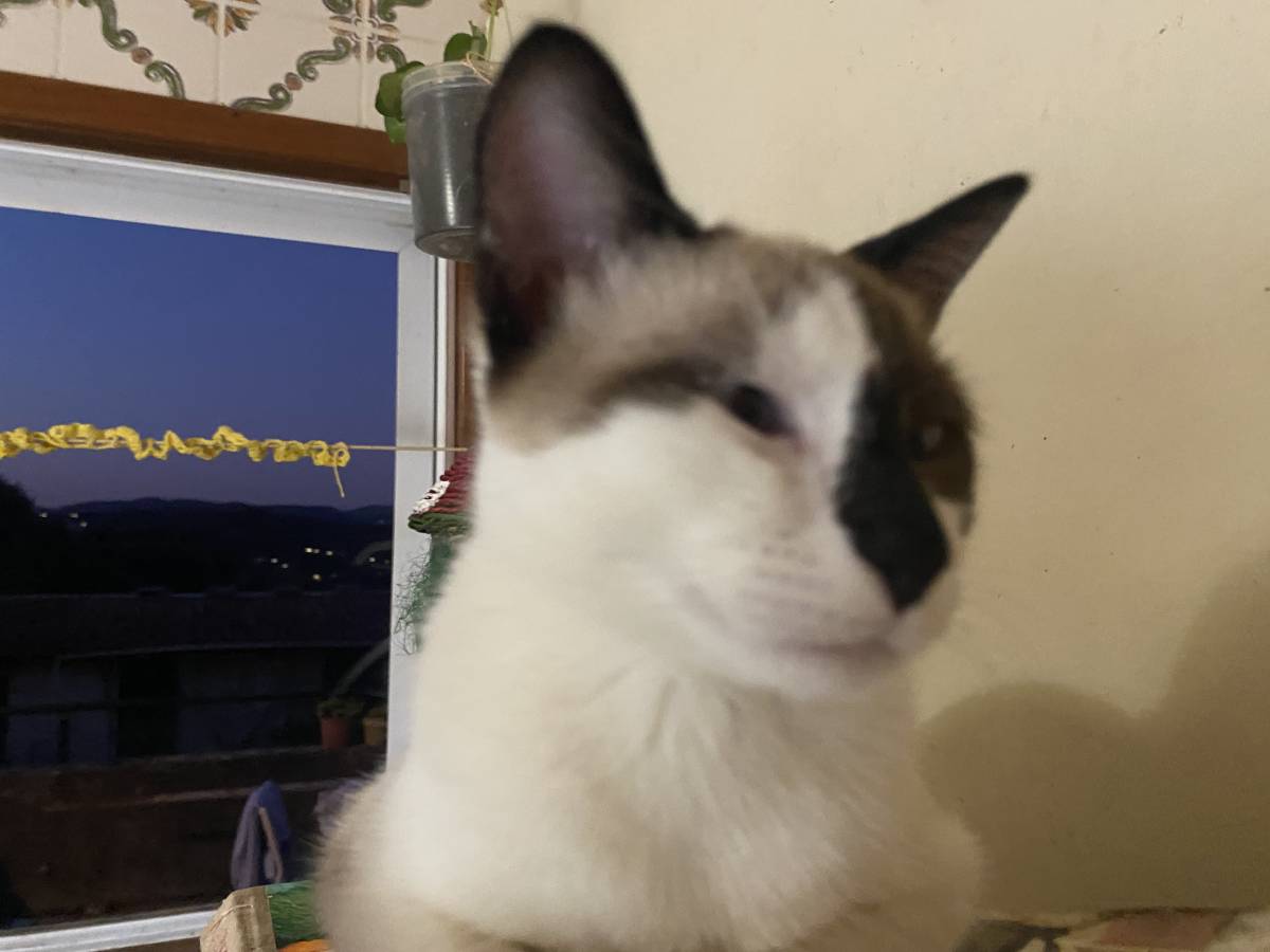 Clube-das-petsitting - Vila Nova de Gaia - Pet Sitting