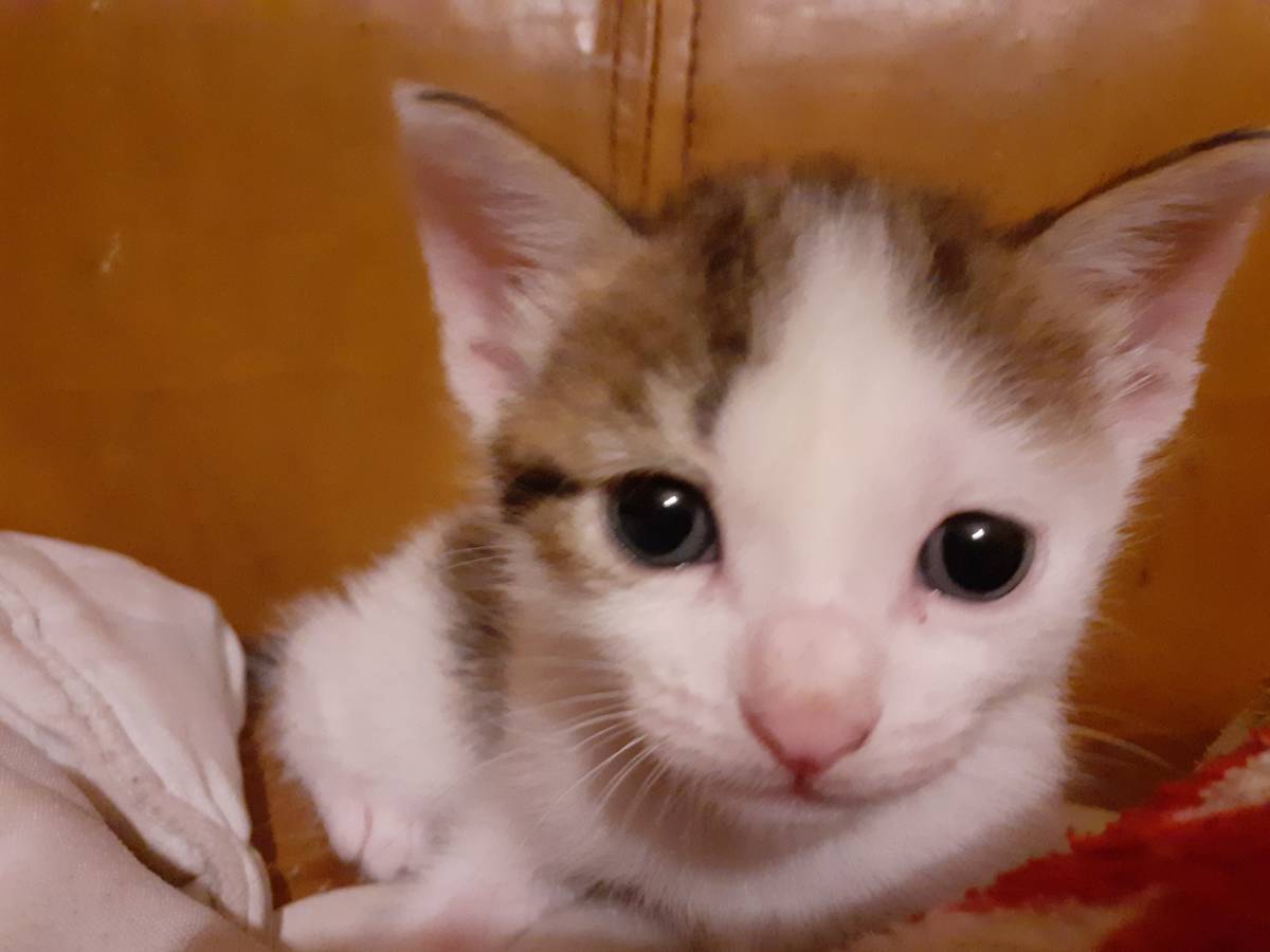 Clube-das-petsitting - Vila Nova de Gaia - Haustierbetreuung