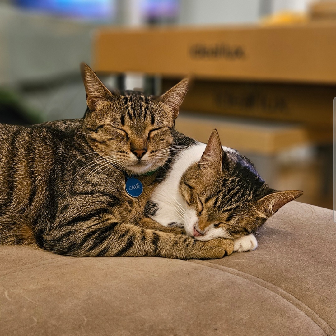 TupiCats - Pet Sitting Lisboa - Lisboa - Pet Sitting