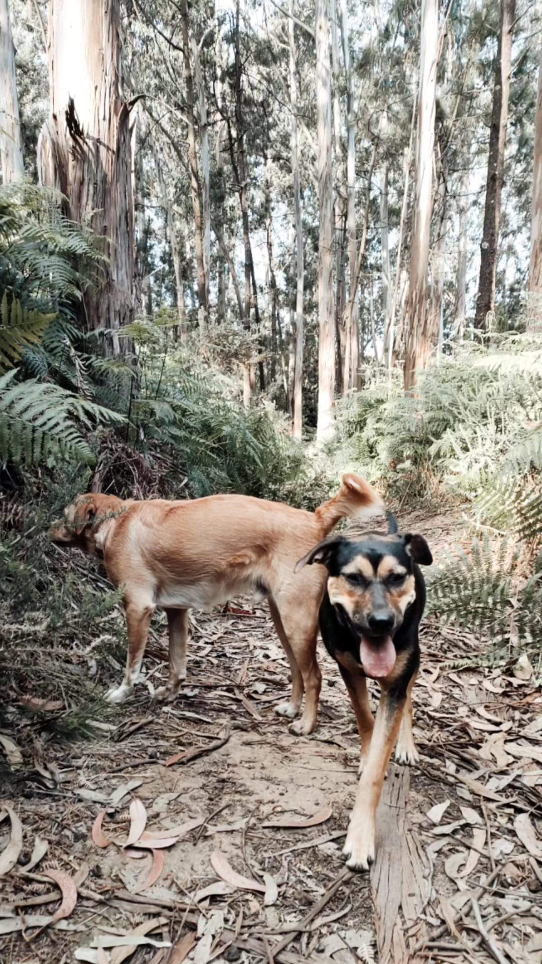 Creche canina Doggy Dog - Espinho - Cat Sitting