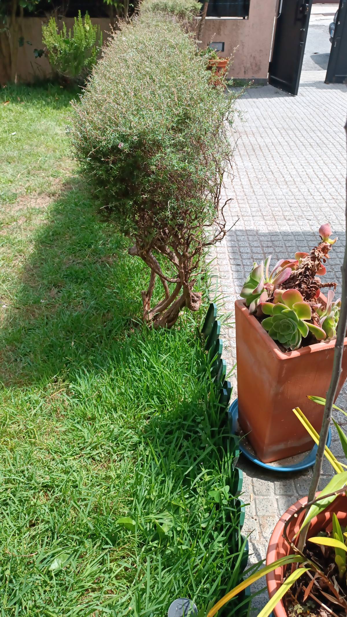 Miguel.M - Maia - Tree Trimming and Maintenance