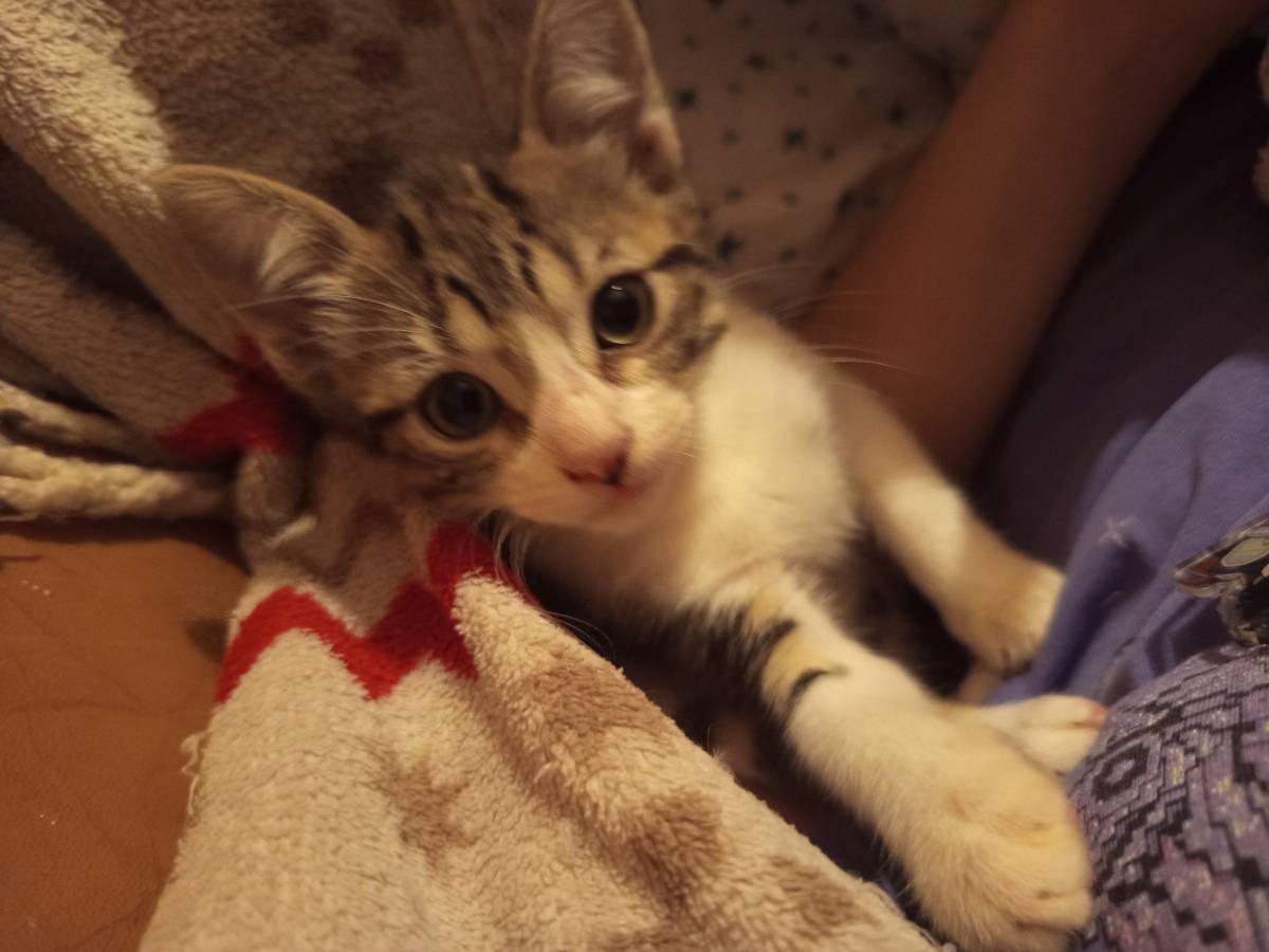 Clube-das-petsitting - Vila Nova de Gaia - Haustiere - Pflege