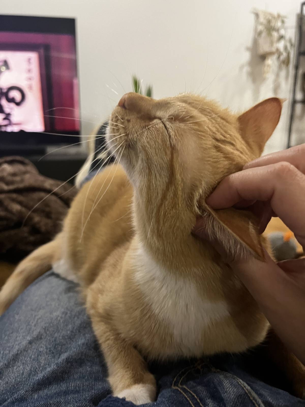 Pawsitively Pet Sitting Guimarães - Guimarães - Spanish Translation