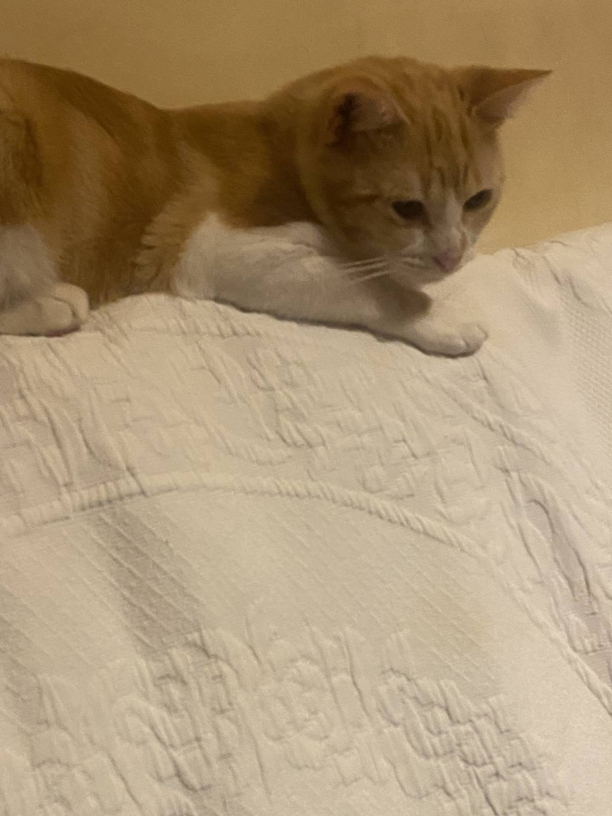 Clube-das-petsitting - Vila Nova de Gaia - Pet Sitting