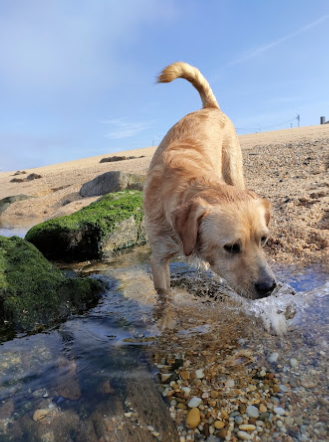 Creche canina Doggy Dog - Espinho - Cuidados para Animais de Estimação