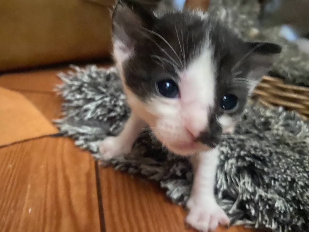 Clube-das-petsitting - Vila Nova de Gaia - Hundesitter