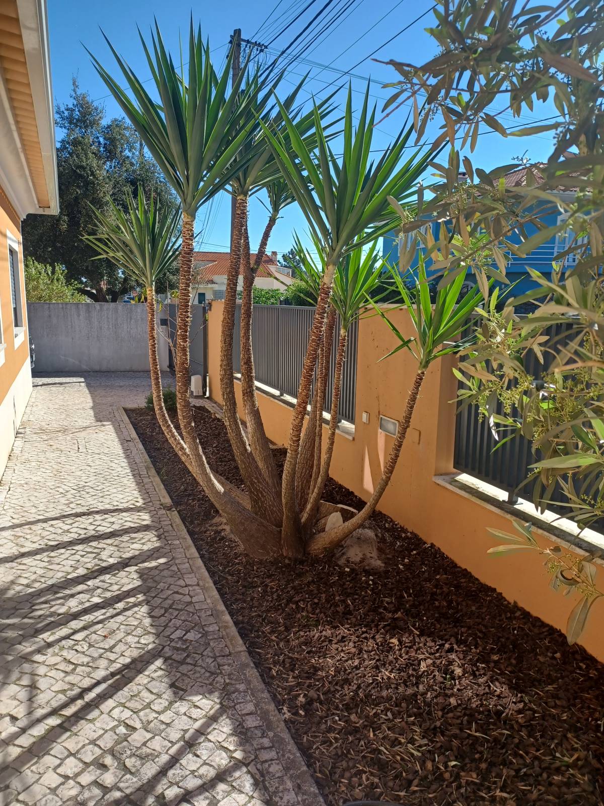 Poda e Manutenção de Árvores