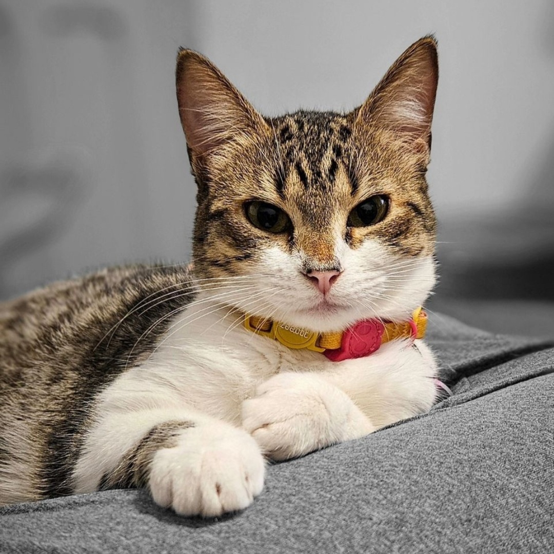 TupiCats - Pet Sitting Lisboa - Lisboa - Hundeausführung