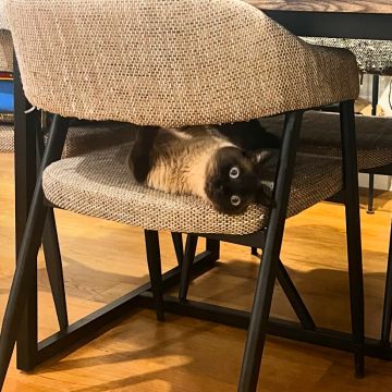 Pawsitively Pet Sitting Guimarães - Guimarães - Cat Sitting