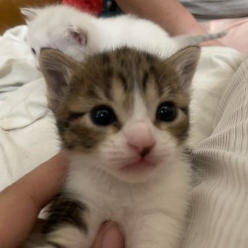 Clube-das-petsitting - Vila Nova de Gaia - Haustierbetreuung