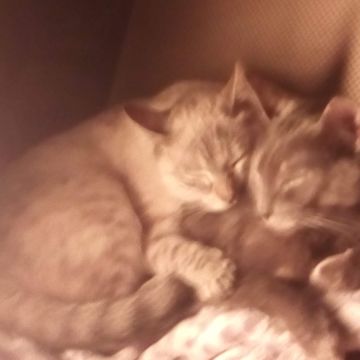 Clube-das-petsitting - Vila Nova de Gaia - Katzensitter