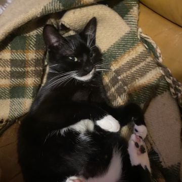 Clube-das-petsitting - Vila Nova de Gaia - Haustiere - Pflege