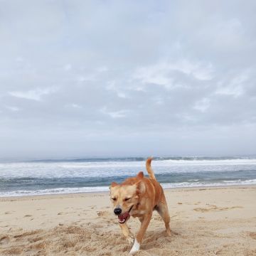 Creche canina Doggy Dog - Espinho - Hotel para Gatos