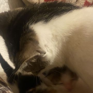 Clube-das-petsitting - Vila Nova de Gaia - Katzensitter