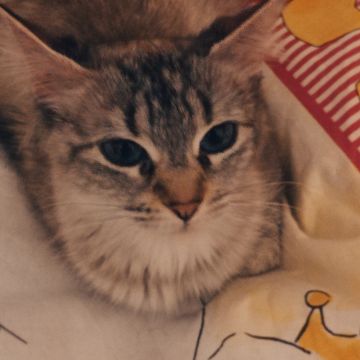 Clube-das-petsitting - Vila Nova de Gaia - Hundesitter