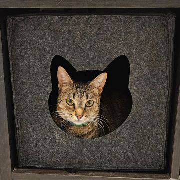 TupiCats - Pet Sitting Lisboa - Lisboa - Haustierbetreuung