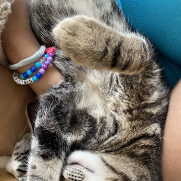 Clube-das-petsitting - Vila Nova de Gaia - Hundeausführung