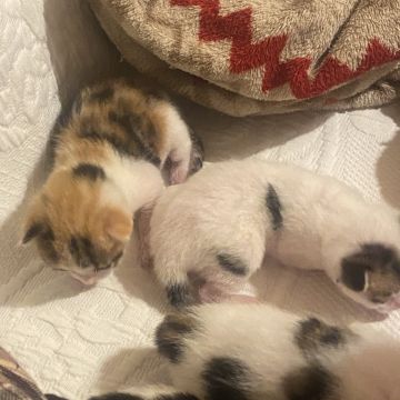 Clube-das-petsitting - Vila Nova de Gaia - Haustiere - Pflege