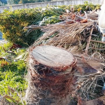 Jardins e espaços verdes - Gonçalo Martins - Coimbra - Tratamento de Relvado