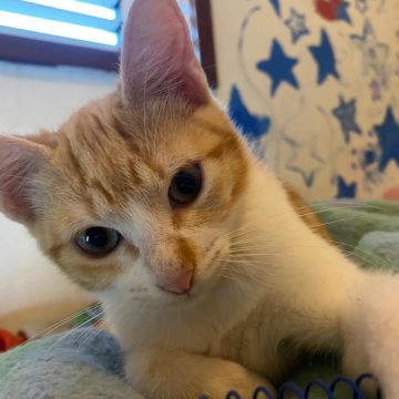 Clube-das-petsitting - Vila Nova de Gaia - Hundesitter