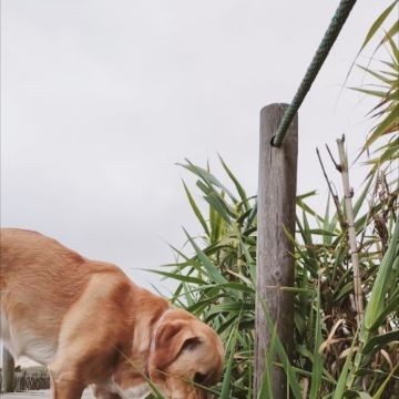 Creche canina Doggy Dog - Espinho - Dog Walking