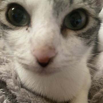 Clube-das-petsitting - Vila Nova de Gaia - Haustierbetreuung