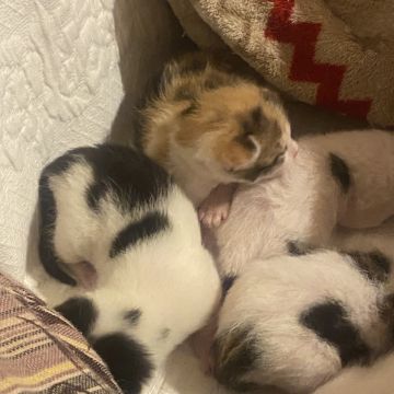Clube-das-petsitting - Vila Nova de Gaia - Katzensitter