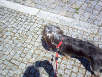 Hotel para Cães