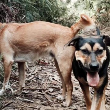 Creche canina Doggy Dog - Espinho - Hotel para Cães