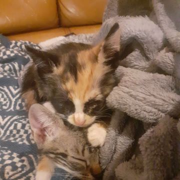 Clube-das-petsitting - Vila Nova de Gaia - Haustierbetreuung
