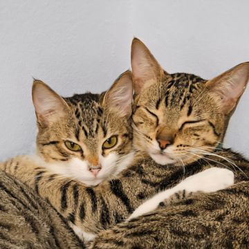 TupiCats - Pet Sitting Lisboa - Lisboa - Hundeausführung