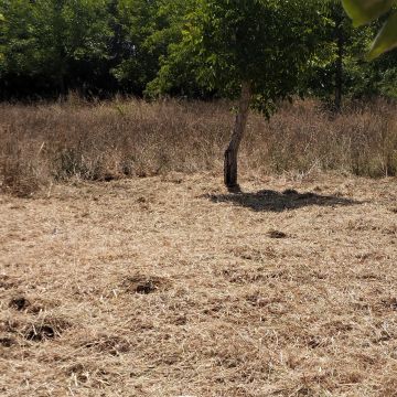 Adolfo - Albergaria-a-Velha - Eliminación de arbustos