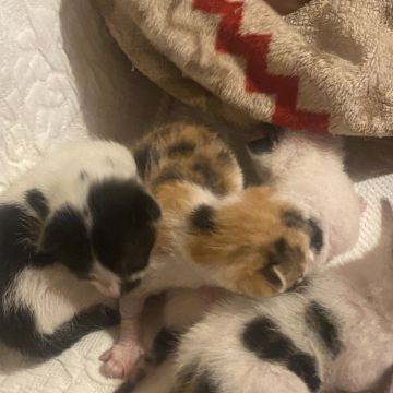 Clube-das-petsitting - Vila Nova de Gaia - Haustiere - Pflege